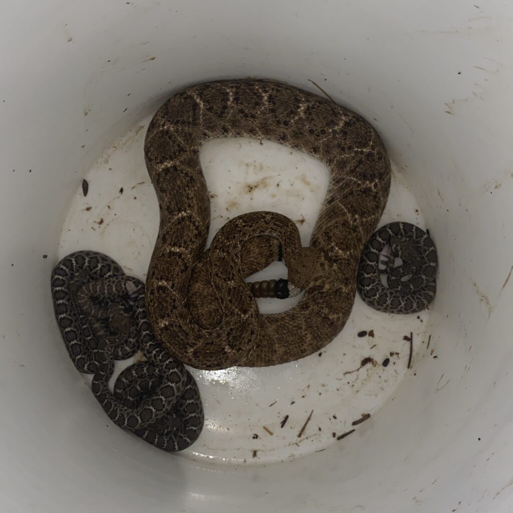 rattlesnake poop