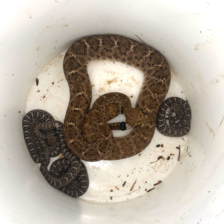How to keep baby rattlesnakes out of the yard Rattlesnake Solutions