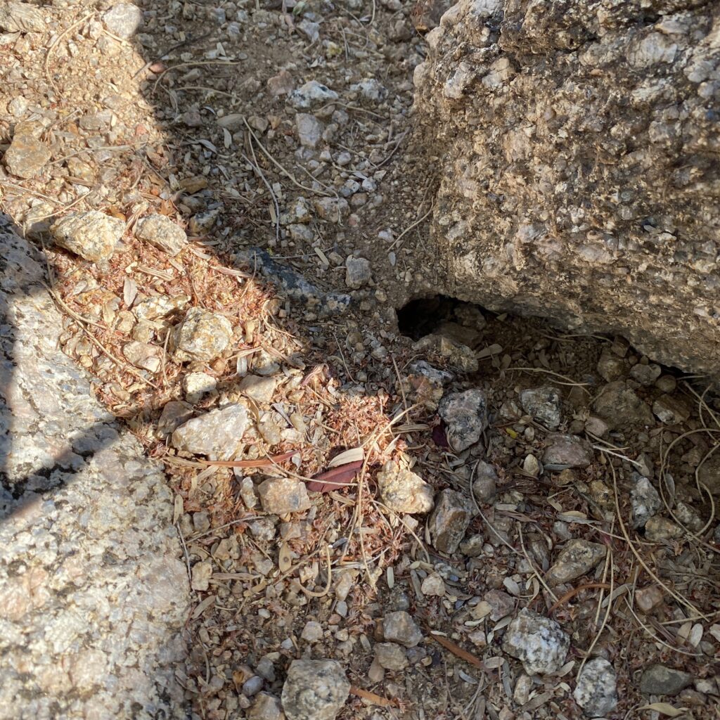 Do Rattlesnakes Dig Holes?