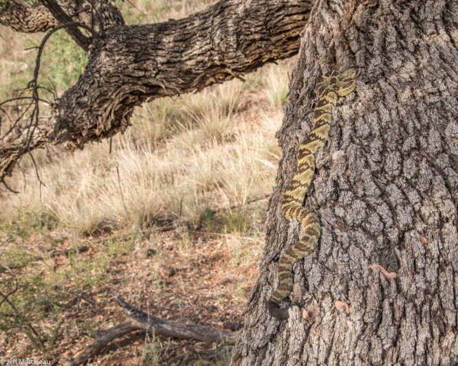 Yes, rattlesnakes can climb treesthis is normal. Rattlesnake Solutions