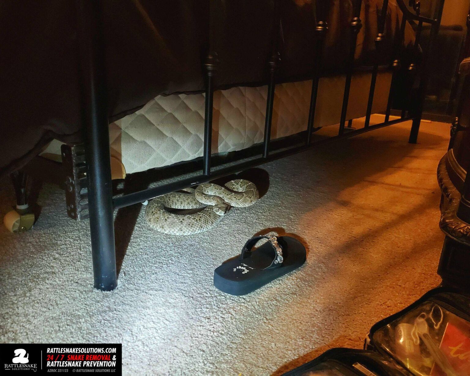 Rattlesnake in a house! How does this even happen? Rattlesnake Solutions