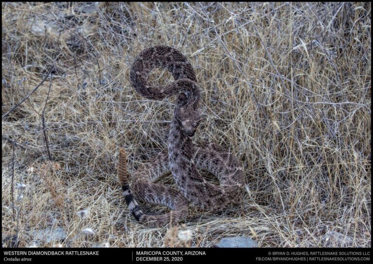 Why are we still catching rattlesnakes in the winter? - Rattlesnake ...