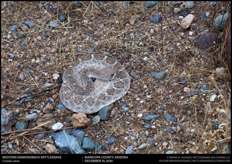 Why are we still catching rattlesnakes in the winter? Rattlesnake