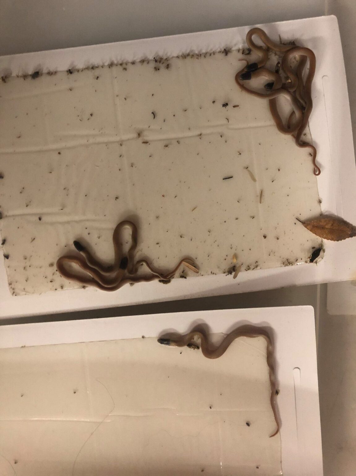 How to get a snake out of a glue trap Rattlesnake Solutions