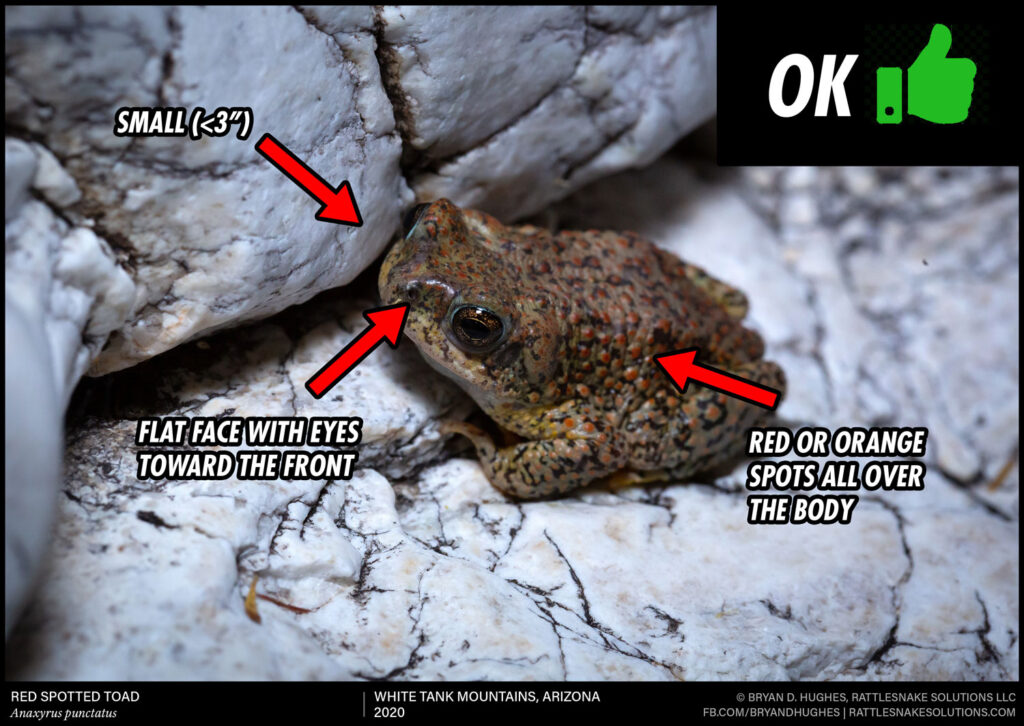 which toads are poisonous to dogs