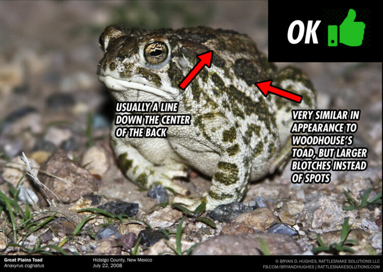 Dangerously Toxic Toads How to Identify them and What To Do