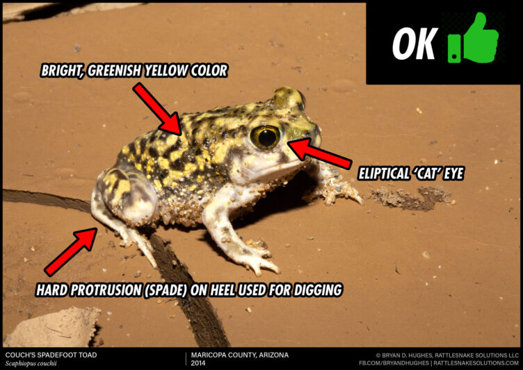 Dangerously Toxic Toads – How to Identify them and What To Do ...