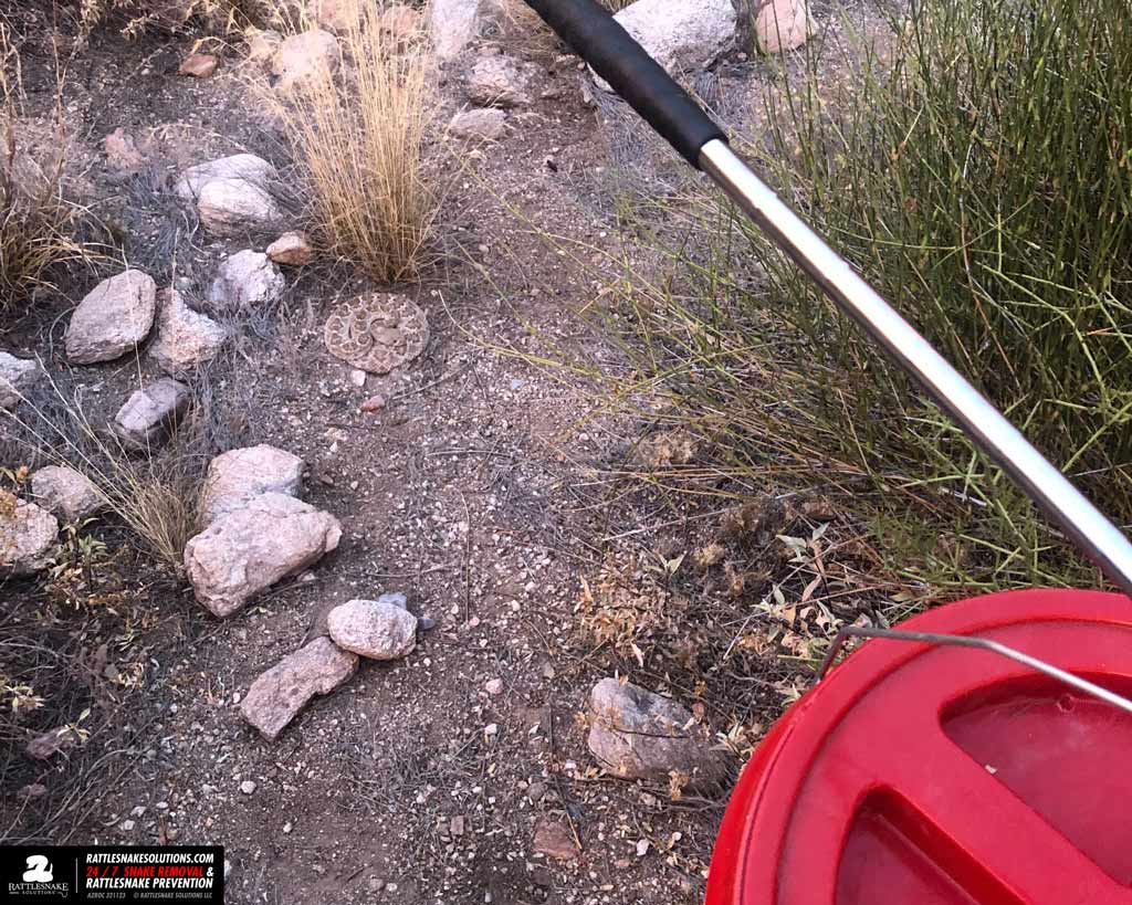 Rattlesnake found while doing a snake removal
