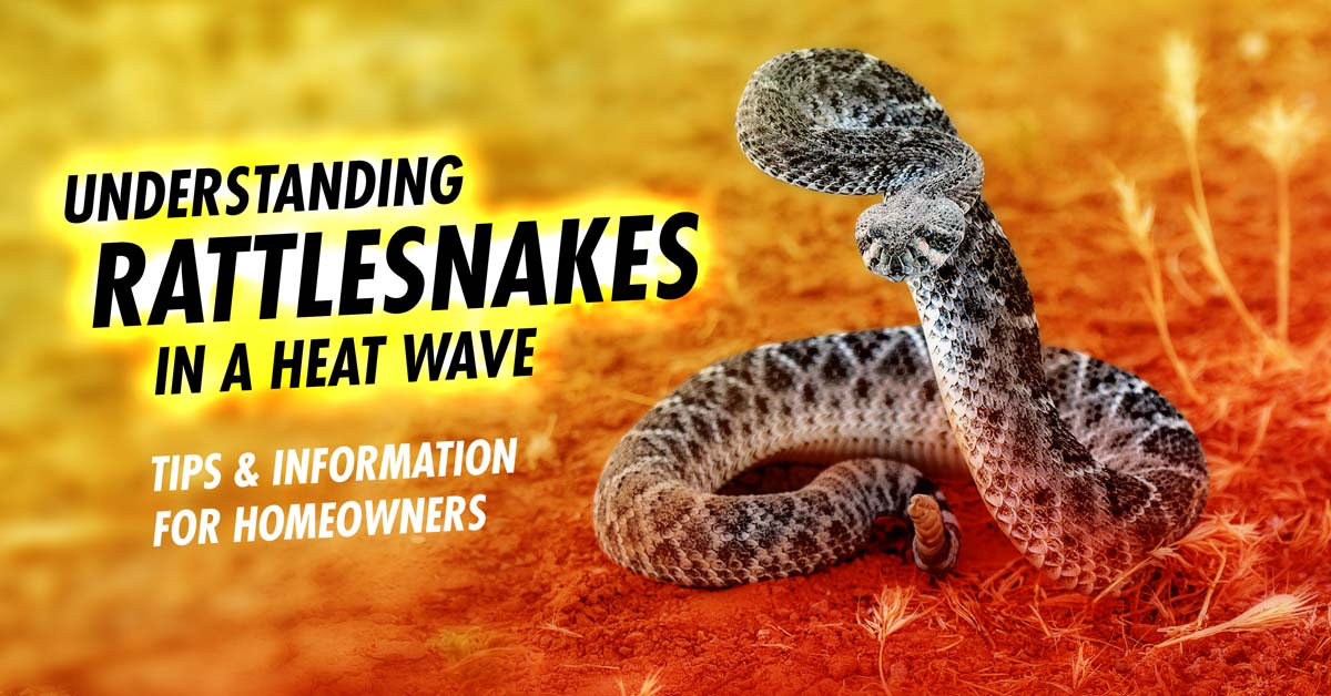 Rattlesnakes in a Heat Wave What Homeowners Should Know About Snakes