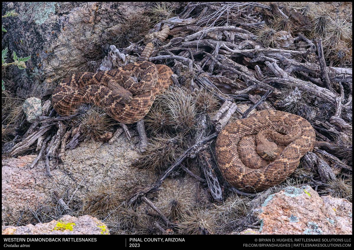 Keep Snakes Away Archives Rattlesnake Solutions