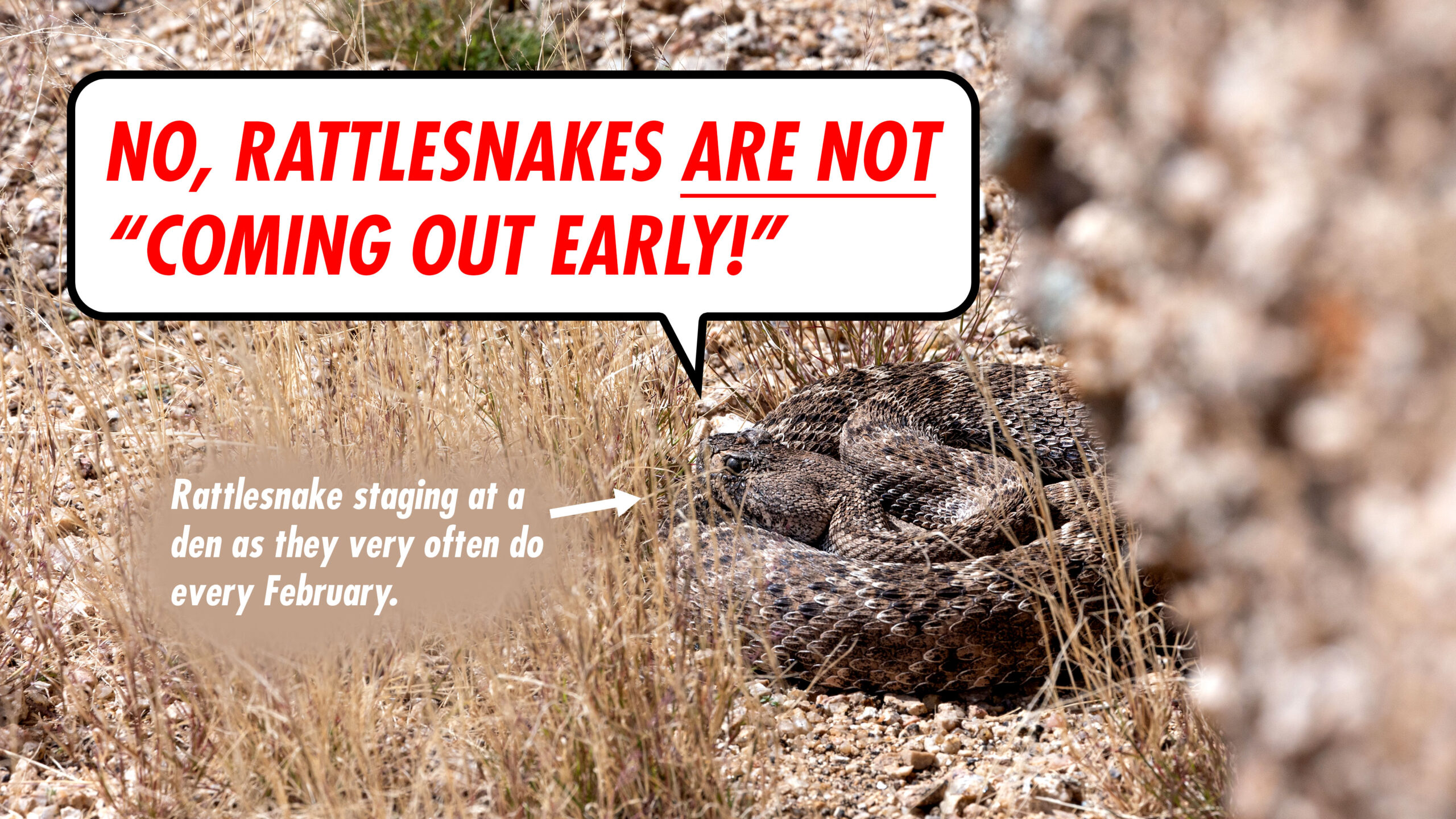 No, Rattlesnakes Are Not Coming Out Early - Rattlesnake Solutions