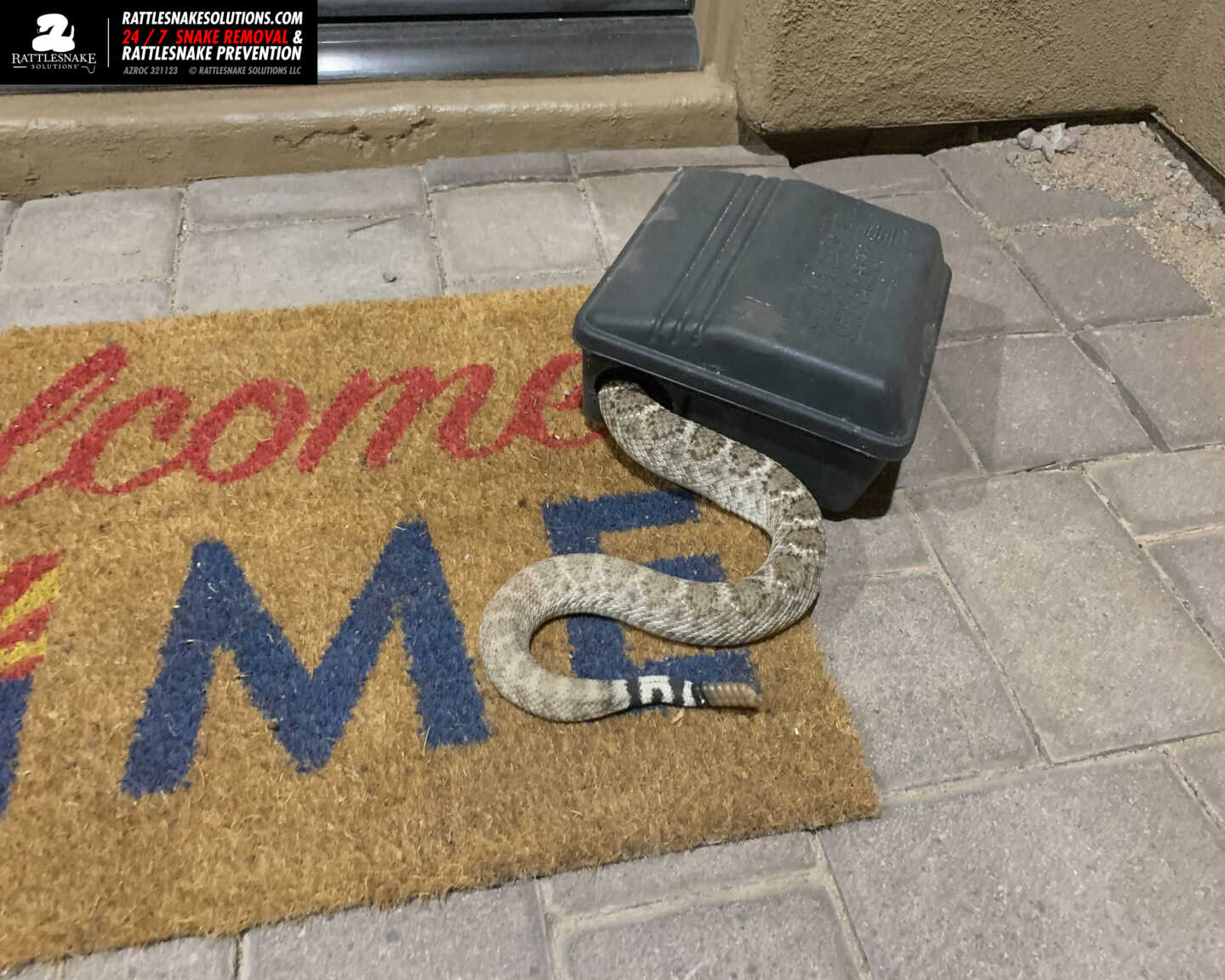 November 2020 Arizona Snake Removal Gallery