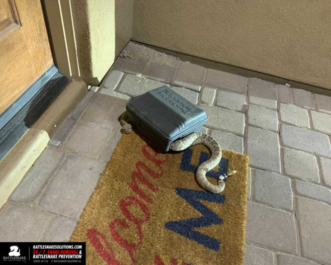 Snake Removals Updated 11/24/2020 Arizona Snake Removal Gallery