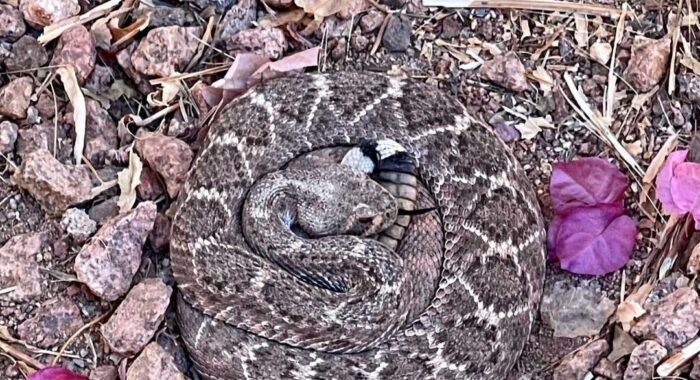 Snake Removals and Rattlesnake Fencing Updates – 03/02/21