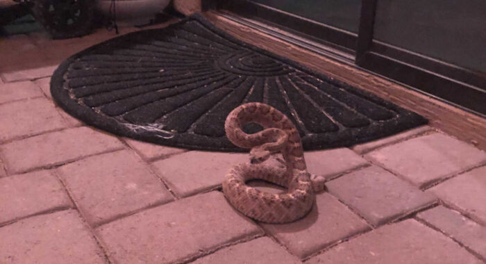 Snake Removals and Rattlesnake Fencing Updates – 04/20/21