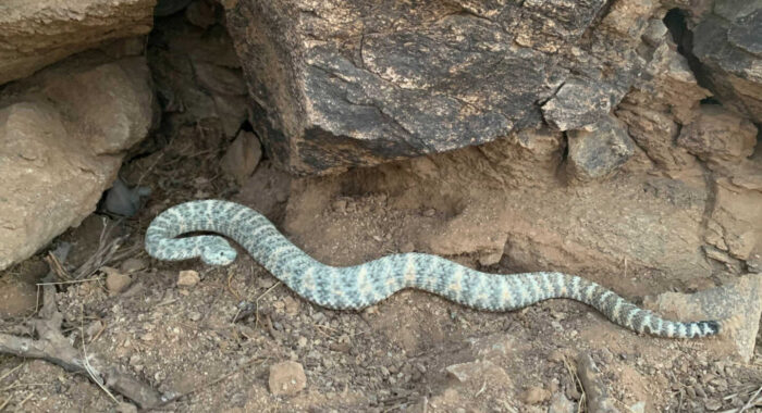 Snake Removals and Rattlesnake Fence Updates – 05/03/21