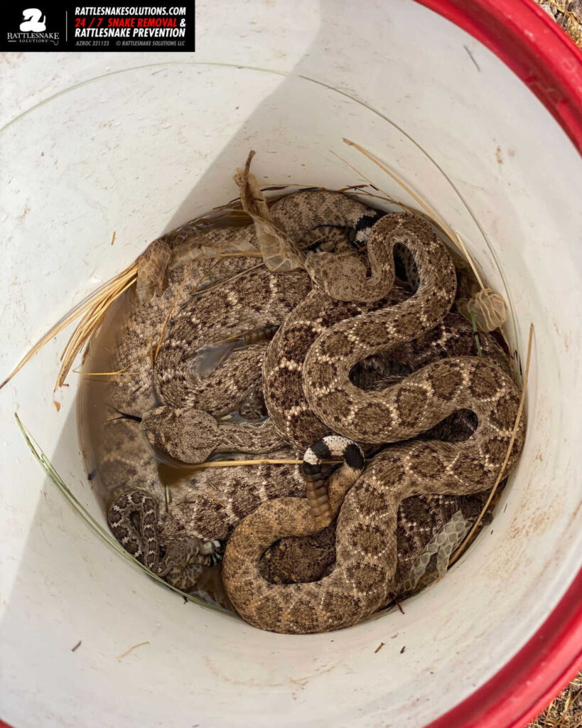 24 rattlesnakes found in Texas house -- including one in the toilet
