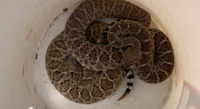 Snake Removal and Rattlesnake Fencing Updates: Phoenix and Tucson