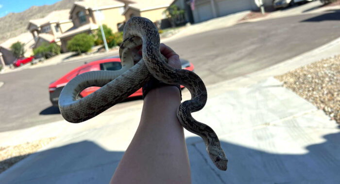 Arizona Snake Removal Stories