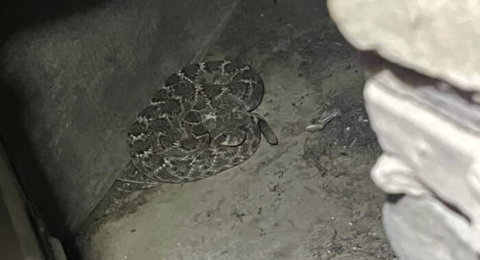 Arizona Snake Removal Stories, Part 1