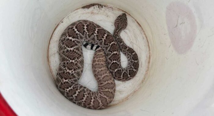Rattlesnakes In Buckets