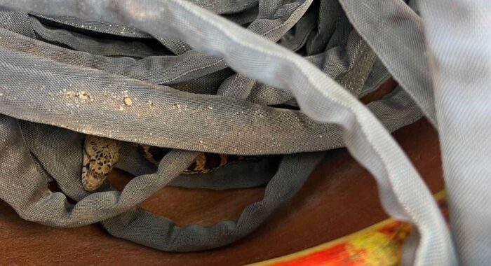 Sneaky Sonoran Gophersnake