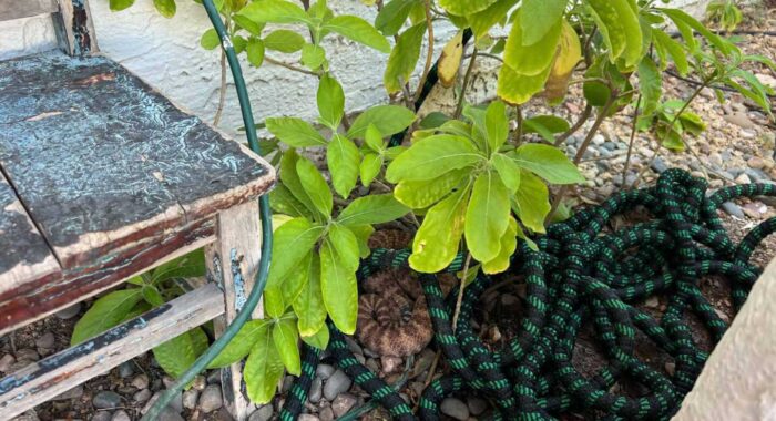 Southwestern Speckled Rattlesnake Hiding in the Hose