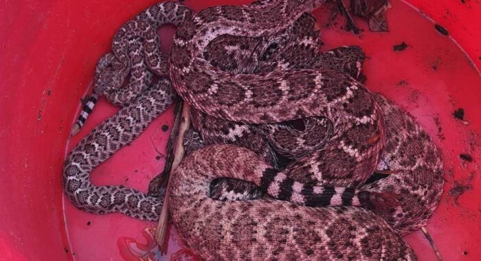 Baby Rattlesnakes And Two Mothers