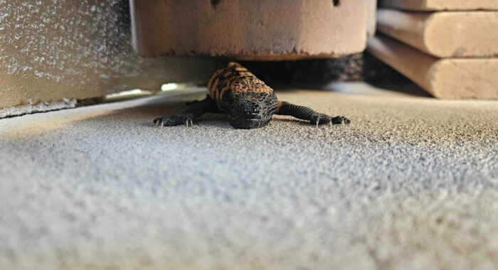 Gila Monster Surprise At Snake Fence Project
