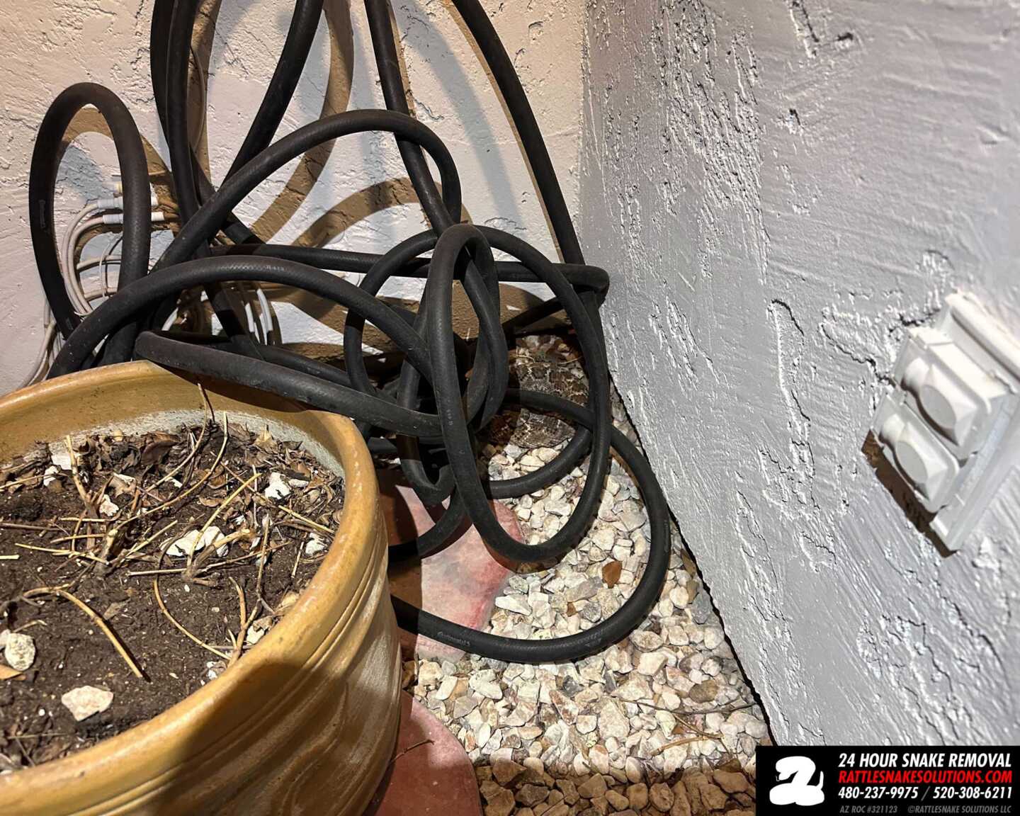 Lucky Rattlesnake