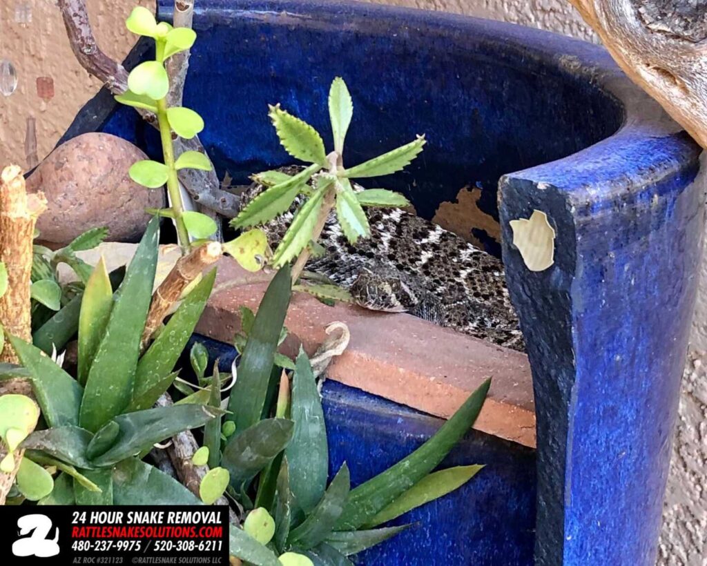 Rattlesnake In A Pot