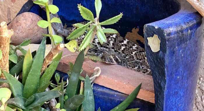 Rattlesnake In A Pot