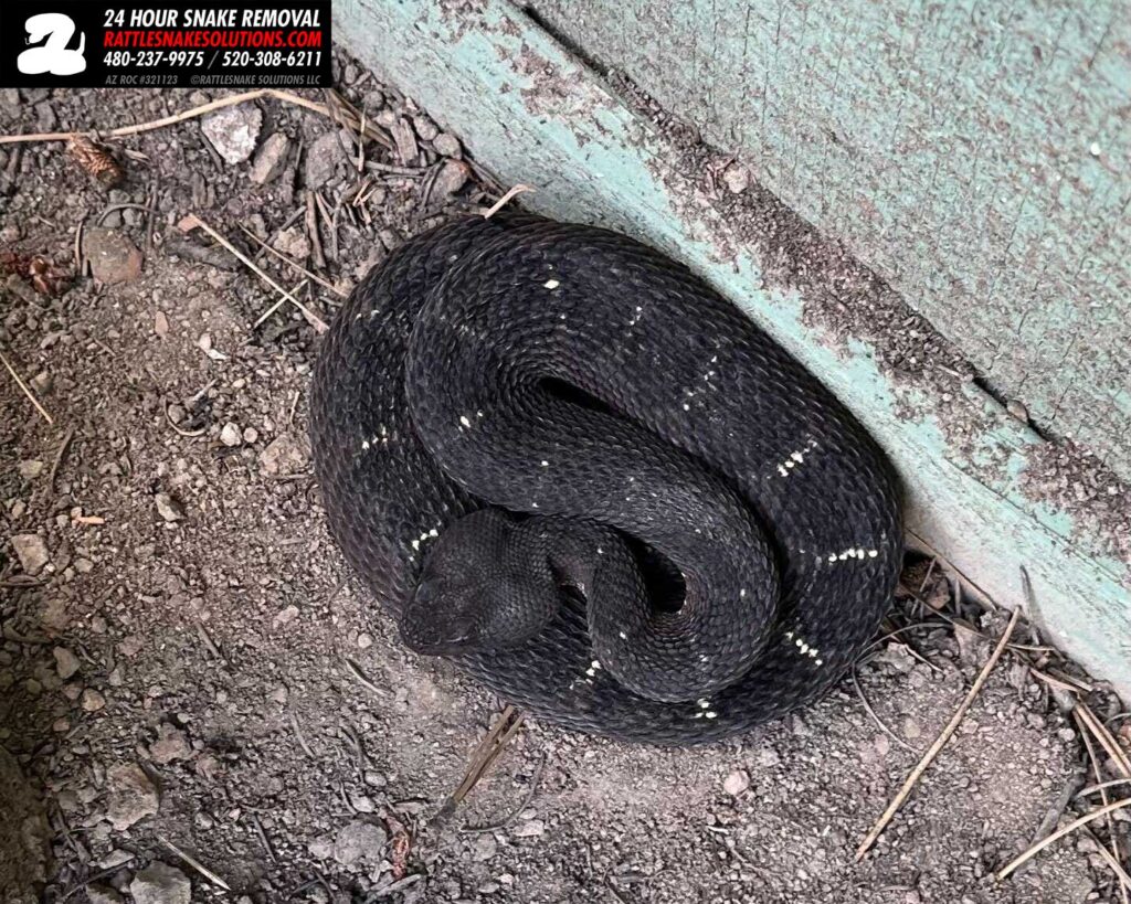 Arizona Black Rattlesnake Removal Arizona Black Rattlesnake Removal