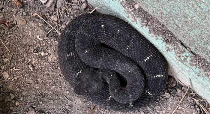 Arizona Black Rattlesnake Removal