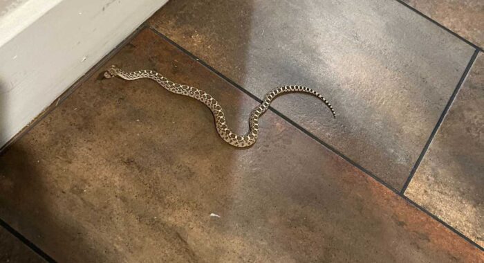 Baby Gophersnake In A Lobby