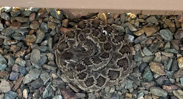 Mojave Rattlesnake Using Arizona Black Rattlesnake Spot
