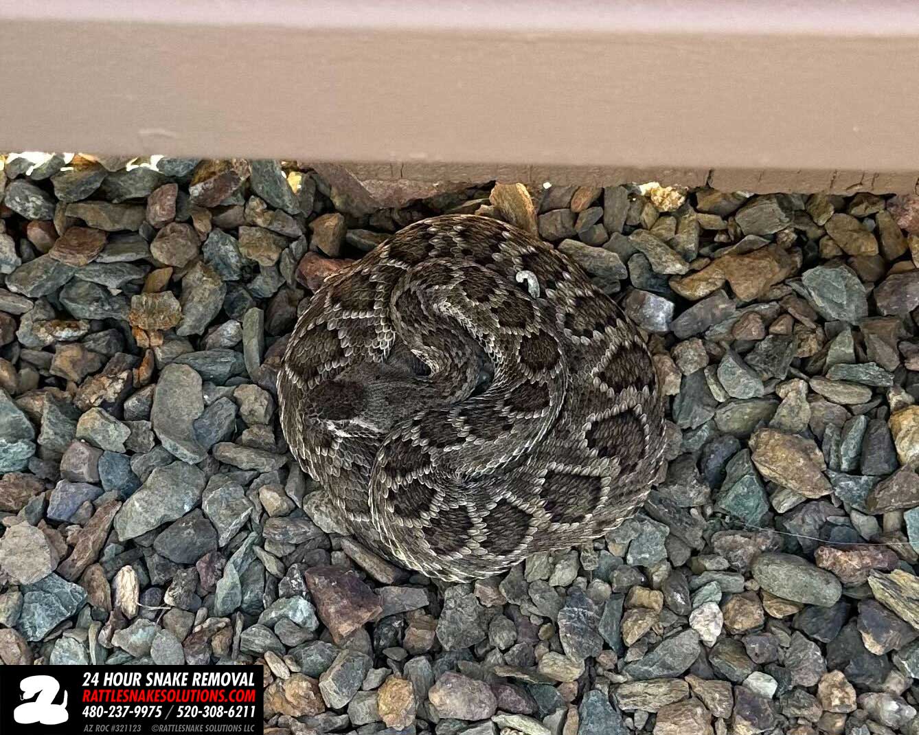 Mojave Rattlesnake Using Arizona Black Rattlesnake Spot