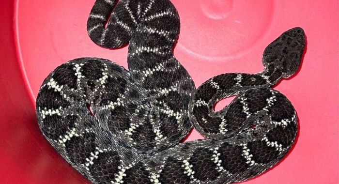 Arizona Black Rattlesnake Relocation