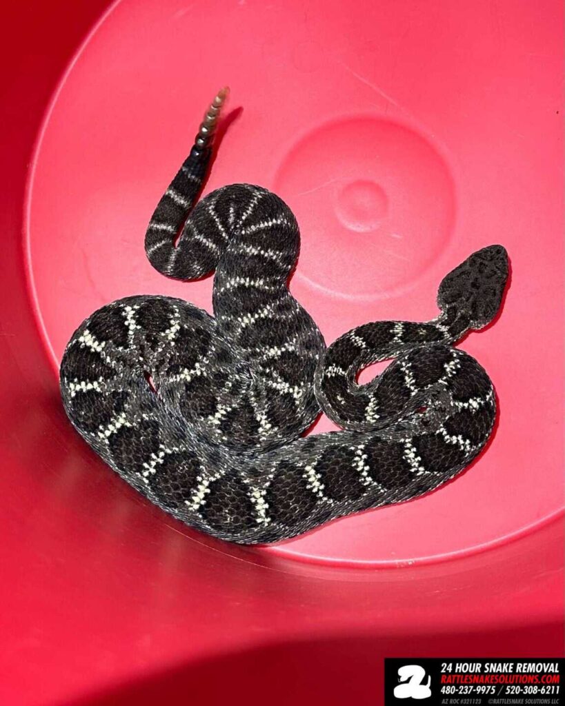 Arizona Black Rattlesnake Relocation