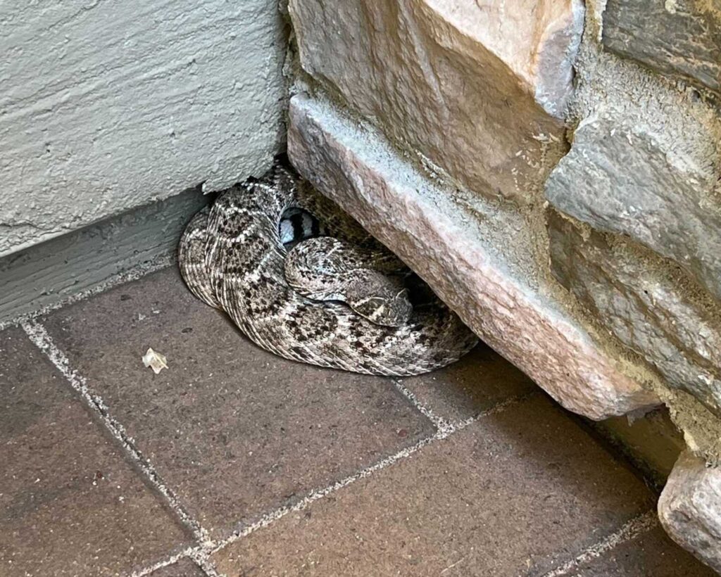 One Snake Becomes Two Snakes
