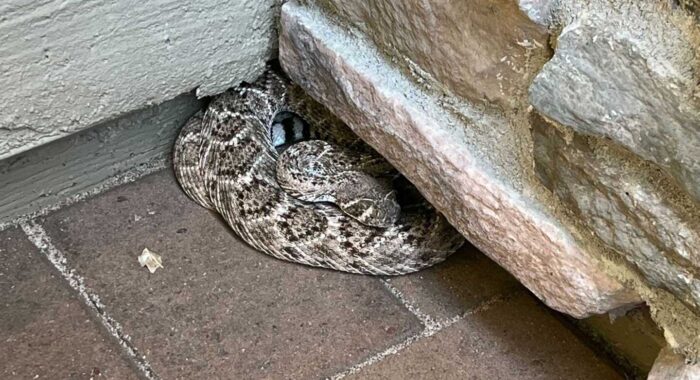 One Snake Becomes Two Snakes