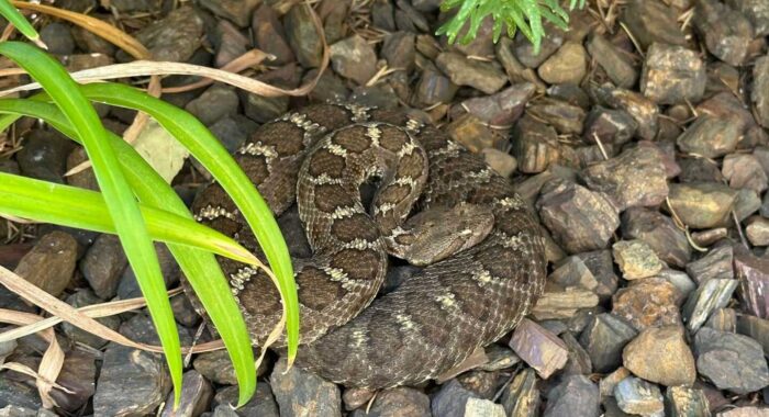 Arizona Black Rattlesnaker Patiently Waiting In Prescott Backyard
