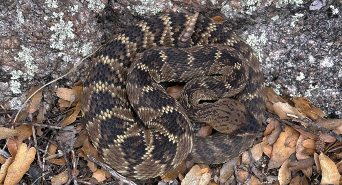 Blacktailed Rattlesnake On The Porch