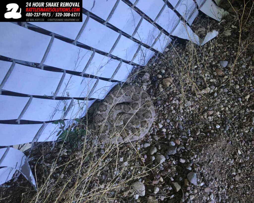 Rattlesnake At A Hospital