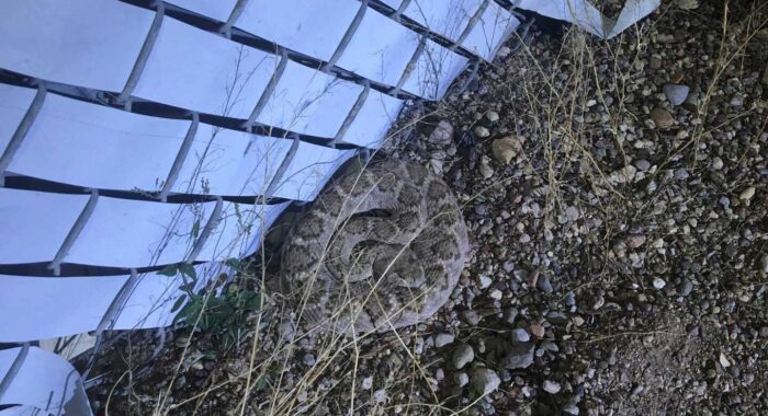 Rattlesnake At A Hospital