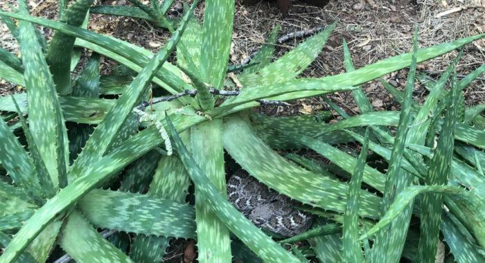 A Second Rattlesnake Appears