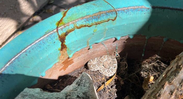 Baby Rattlesnake And Unexpected Mother