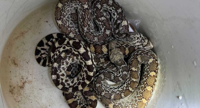 Two Gophersnakes And A Toad Walk Into A Bar…