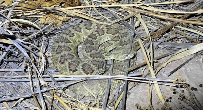 Two For One Mojave Rattlesnakes