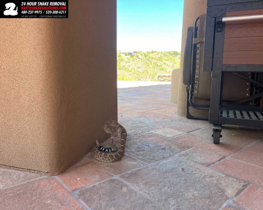 Western Diamondback Rattlesnake Classic Pose